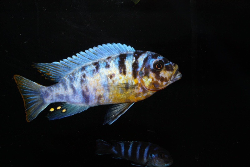 Maylandia fainzilberi 'Ikwasi'